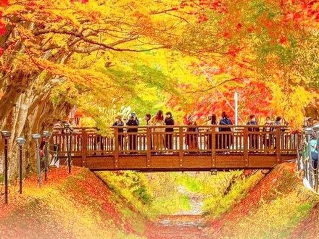 南宁出发·日本本州京都奈良深度赏枫7日游（大阪进东京出·2晚温泉）
