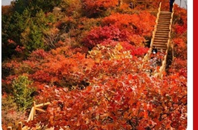 圆明园或香山红叶
